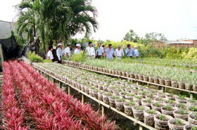 Đề xuất điều kiện kinh doanh giống cây trồng