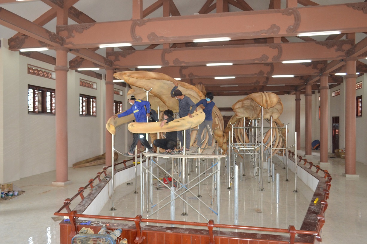 Lý Sơn: Phục dựng thành công 2 bộ xương cá voi hơn 300 tuổi
