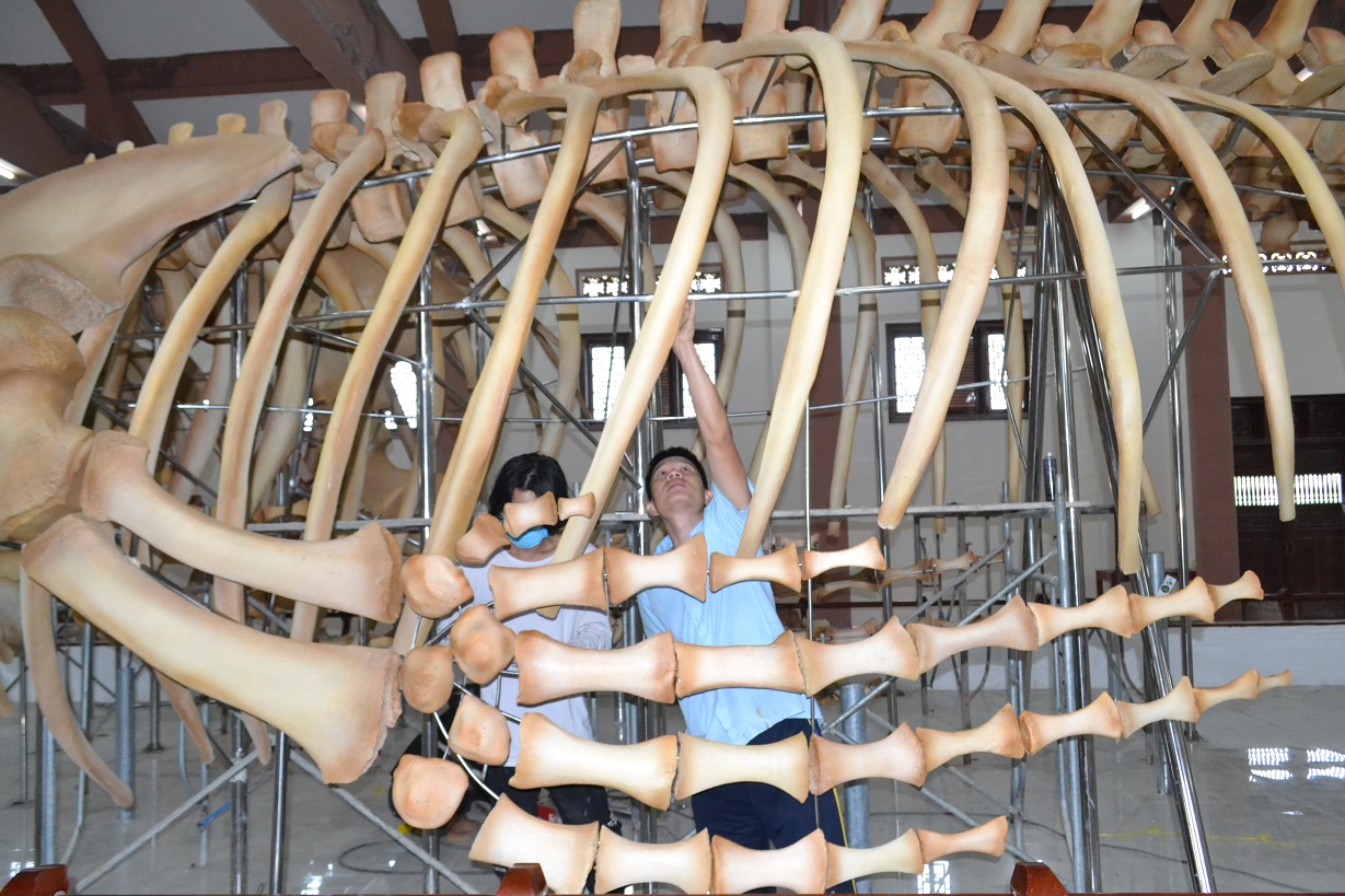 Lý Sơn: Phục dựng thành công 2 bộ xương cá voi hơn 300 tuổi - Ảnh 2.