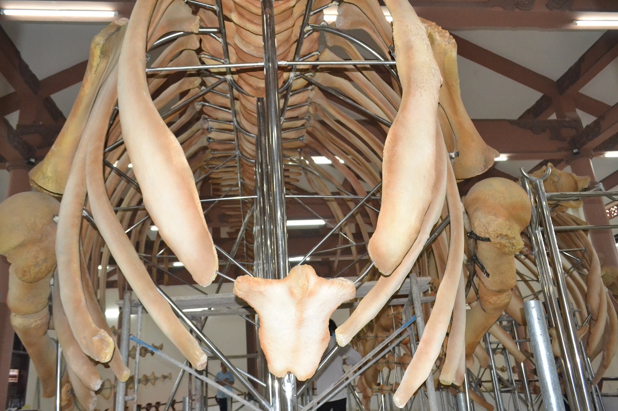 Lý Sơn: Phục dựng thành công 2 bộ xương cá voi hơn 300 tuổi - Ảnh 3.