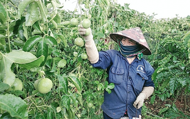 Hỗ trợ doanh nghiệp tạo tác động xã hội