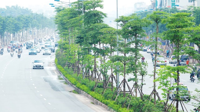 Vì sao Bộ Công an yêu cầu định giá cây xanh trồng ở Hà Nội? - Ảnh 1.