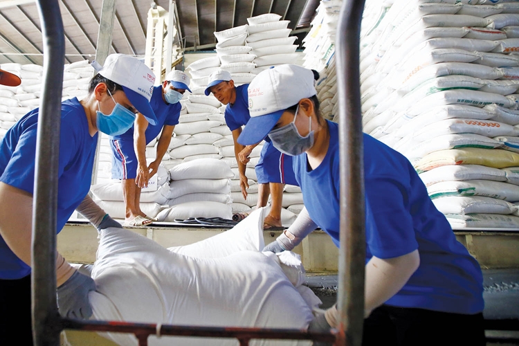Gạo Việt tiếp tục tăng về sản lượng và giá trị