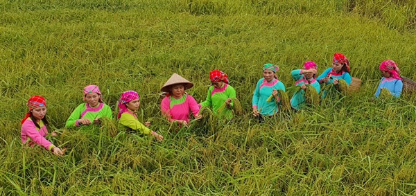 Độc đáo Tết cơm mới của dân tộc Giáy ở Tả Van, Sa Pa