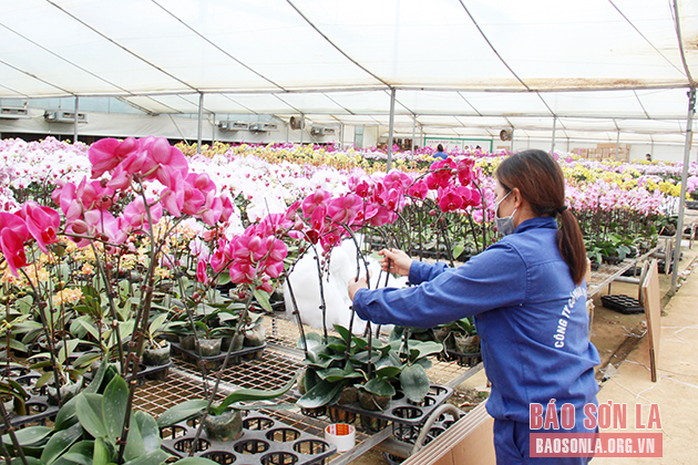 Tạo bước đột phá để nông nghiệp Sơn La phát triển bền vững - Ảnh 1. Tạo bước đột phá để nông nghiệp Sơn La phát triển bền vững - Ảnh 1.