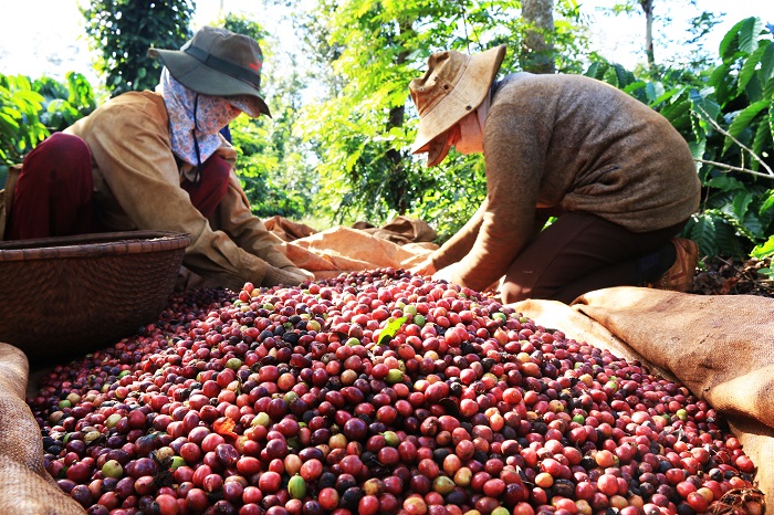 Lựa chọn những hạt cà phê chất lượng để xuất khẩu