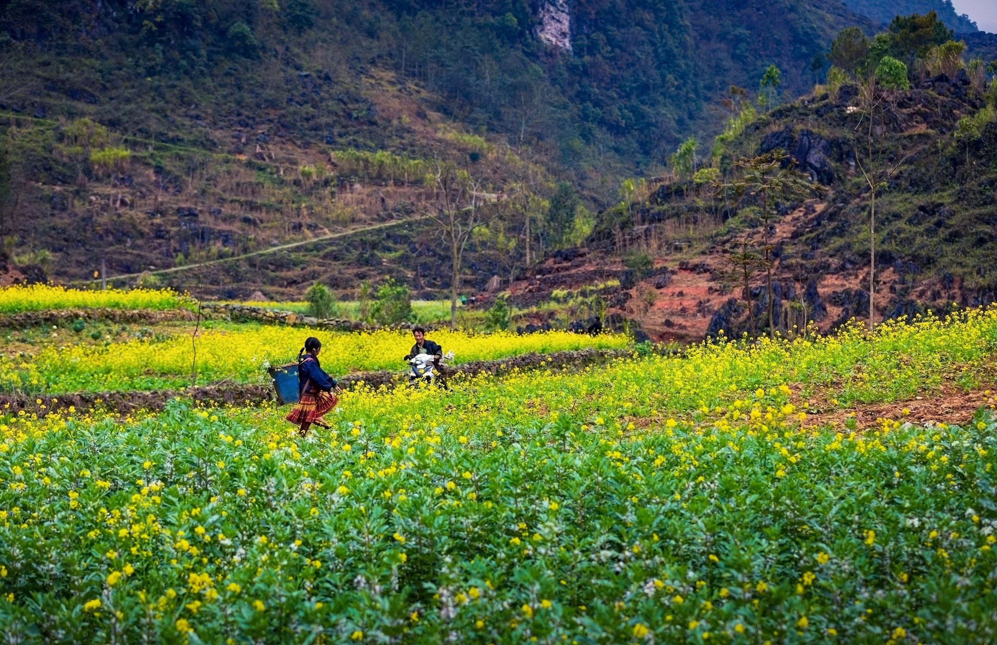 Rực rỡ sắc hoa vùng cao phía Bắc - Ảnh 6.