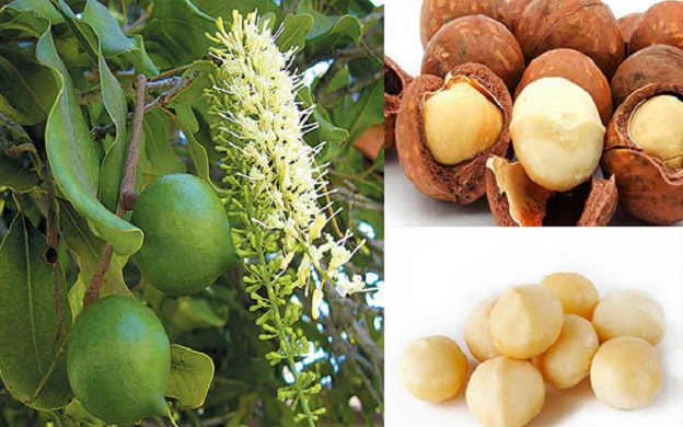
Phát triển Mắc ca thành ngành hàng sản xuất hiệu quả, bền vững