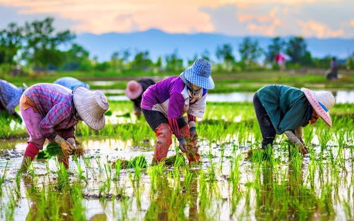 Bộ trưởng Lê Minh Hoan chỉ ra ba điểm yếu cố hữu của ngành nông nghiệp