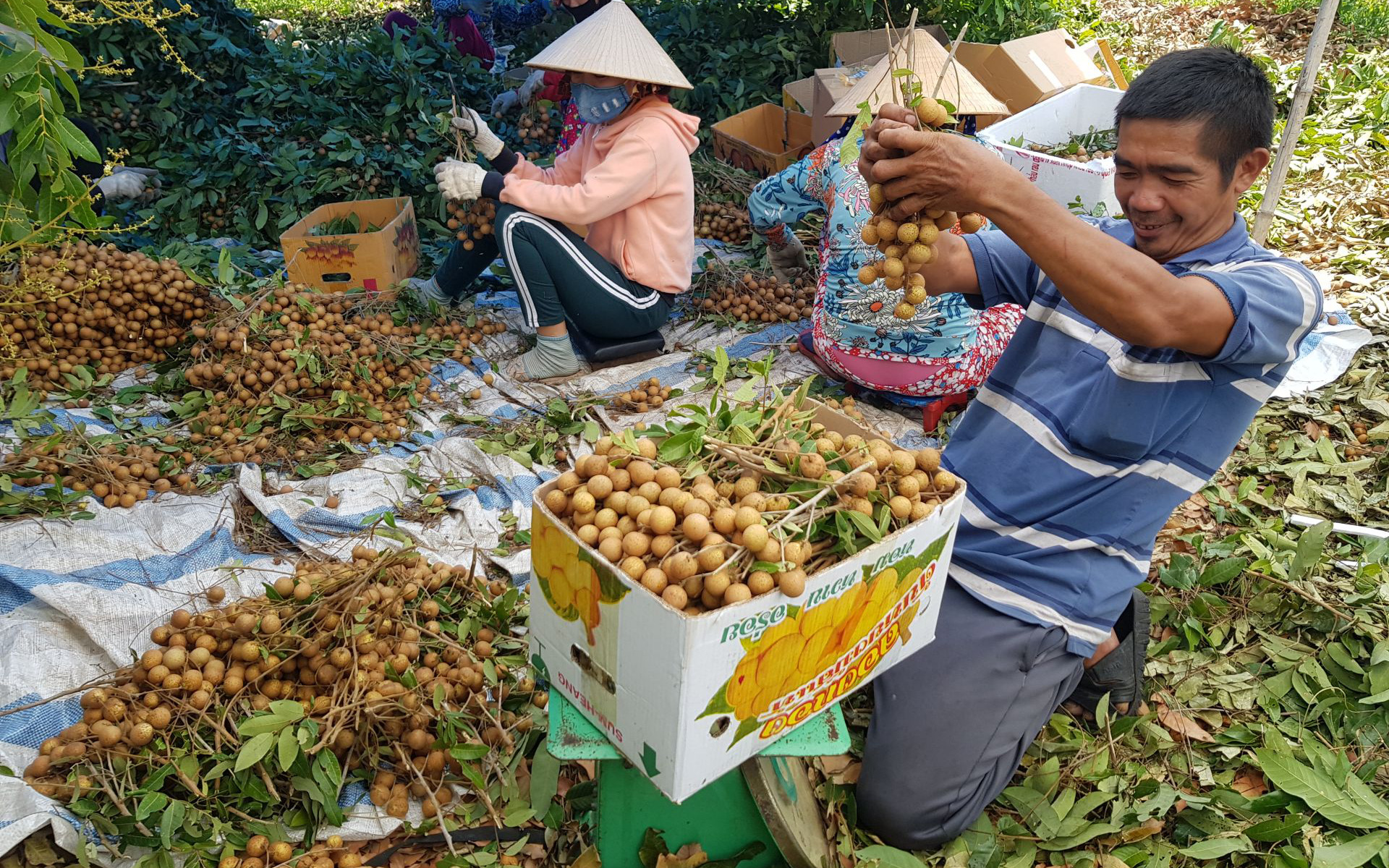 Thị xã Hòa Thành (Tây Ninh) hoàn thành nhiệm vụ xây dựng nông thôn mới