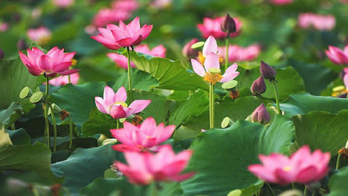 Hoa sen: Hoa sen là một loài hoa rất đẹp và độc đáo, được coi như biểu tượng của sự tinh khiết và thanh cao trong nền văn hóa Việt Nam. Hãy đắm chìm trong vẻ đẹp trầm mặc, bình an của hoa sen bằng cách xem những bức ảnh tuyệt đẹp về loài hoa này!
