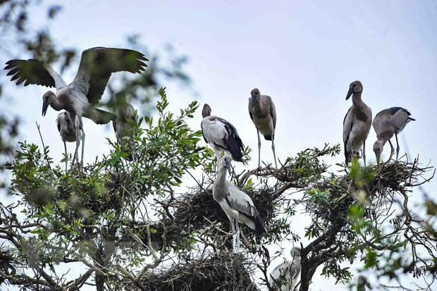 Giải pháp cấp bách bảo tồn các loài chim hoang dã tại Việt Nam - Ảnh 1.