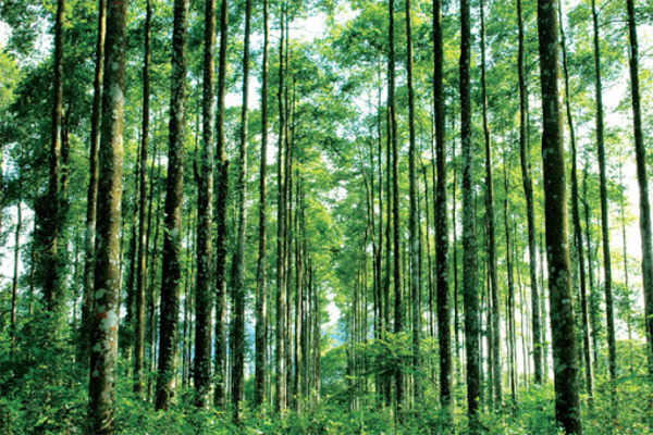 Đề xuất quy định thanh lý rừng trồng - Ảnh 1.