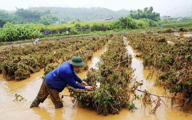 Đề xuất sửa quy định hỗ trợ khôi phục sản xuất nông nghiệp bị thiệt hại do thiên tai, dịch bệnh