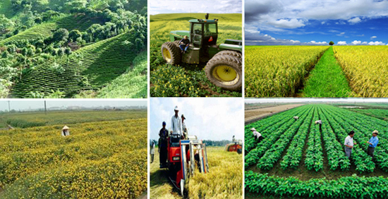 Giải pháp hỗ trợ nông dân phục hồi, phát triển nông nghiệp - Ảnh 1.