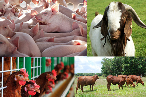 Đề xuất nhiều chính sách hỗ trợ nâng cao hiệu quả chăn nuôi - Ảnh 1.