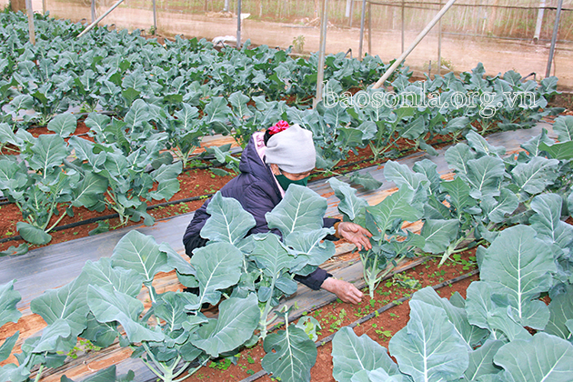 Đẩy mạnh ứng dụng công nghệ cao trong phát triển nông nghiệp ở Mộc Châu (Sơn La) - Ảnh 2.