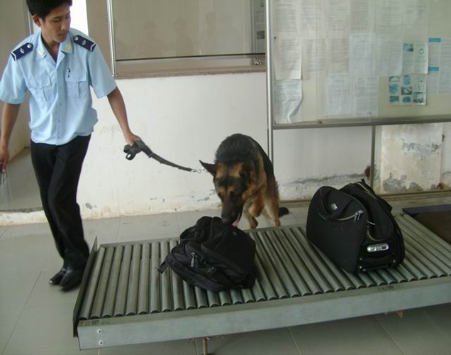 Chó nghiệp vụ - ‘trợ thủ’ đắc lực của hải quan trong phòng chống ma túy- Ảnh 1.