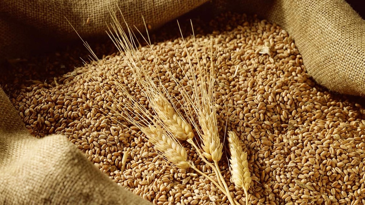 Lúa mì chỉnh gen giúp chịu hạn phát triển nhiều quốc gia trên thế giới - Ảnh 1.