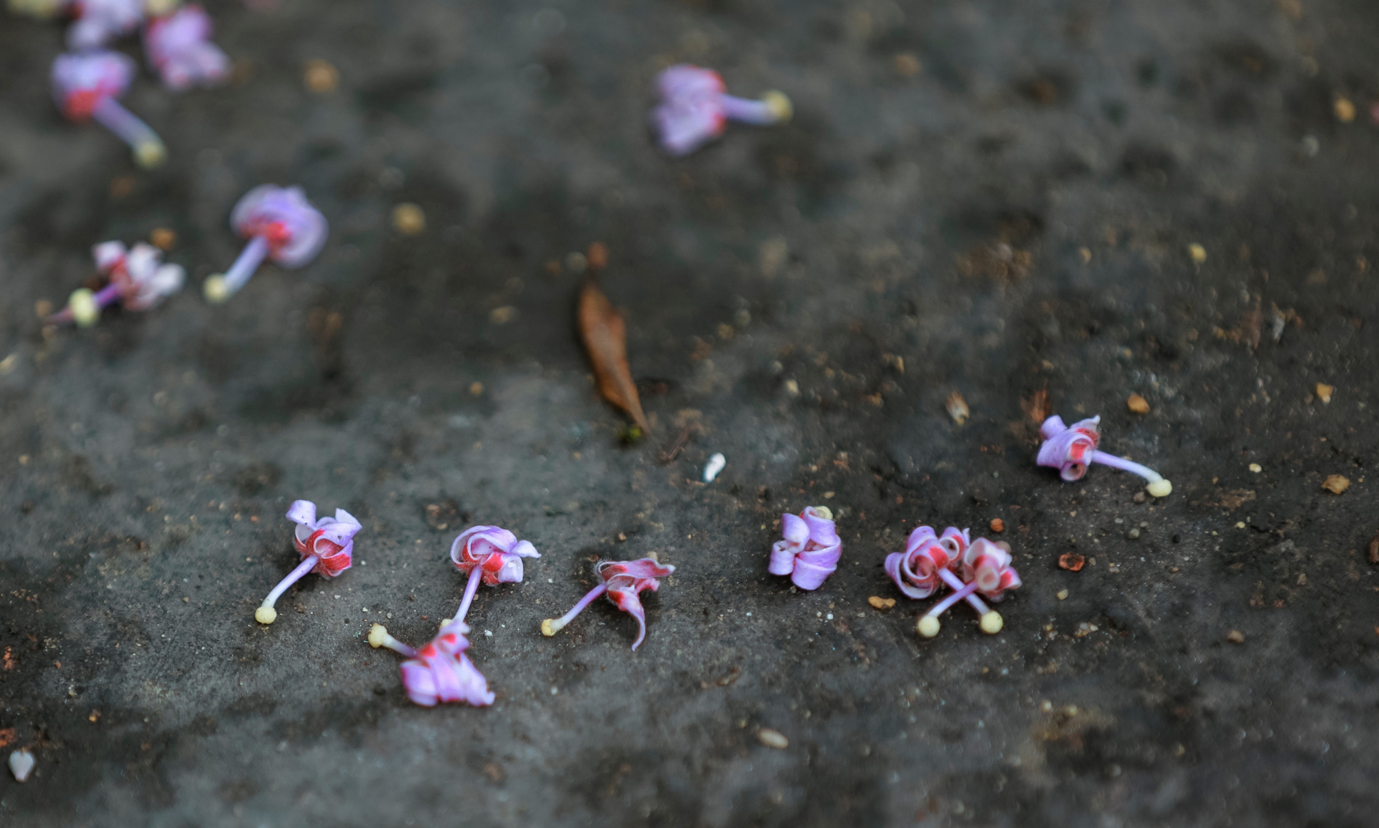 Lộng lẫy ngô đồng đơm hoa ở Hoàng thành Huế - Ảnh 7.