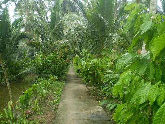 Cơ hội hồi sinh cây ca cao trong vườn dừa Bến Tre - Ảnh 1.