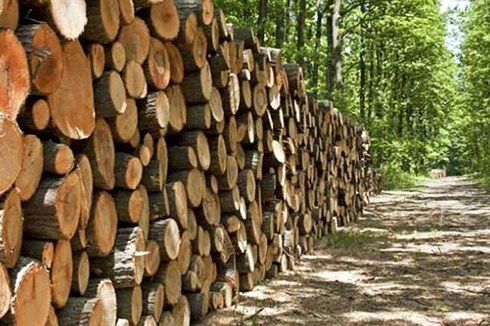 Đề nghị sửa quy định Hệ thống bảo đảm gỗ hợp pháp Việt Nam - Ảnh 1.