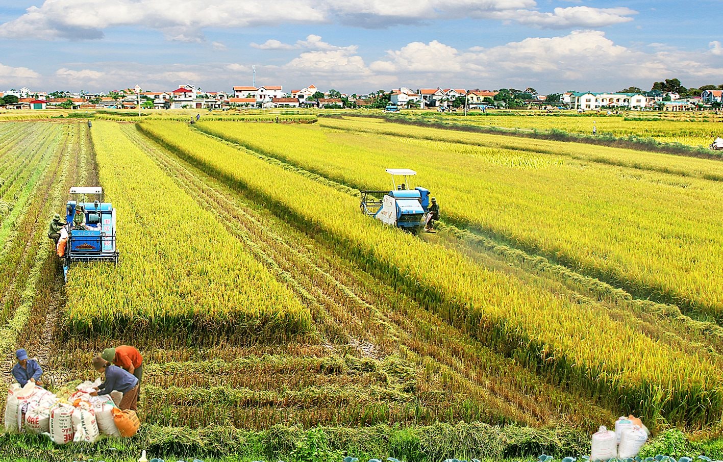 Đề án chuyên canh lúa chất lượng cao mở ra tư duy mới cho nông dân- Ảnh 1.