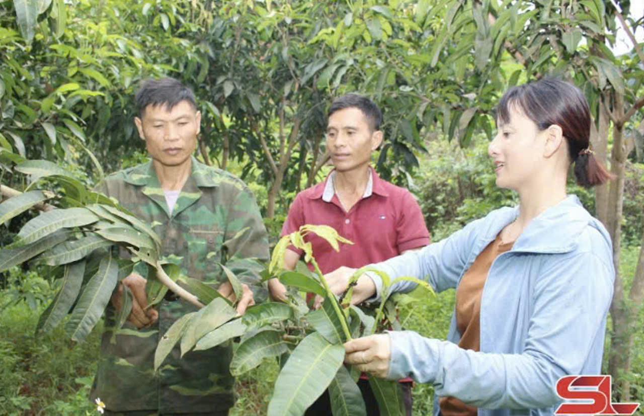 Sơn La: Liên kết sản xuất, tăng giá trị, đem lại thu nhập cao cho nông dân- Ảnh 1.