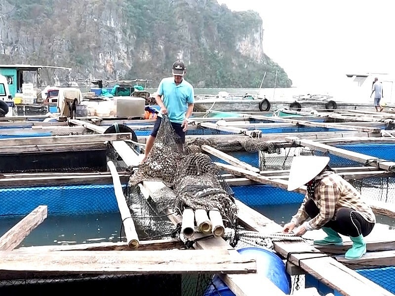 Thủ tướng chỉ đạo đẩy mạnh khôi phục sản xuất nông nghiệp sau bão số 3- Ảnh 1.