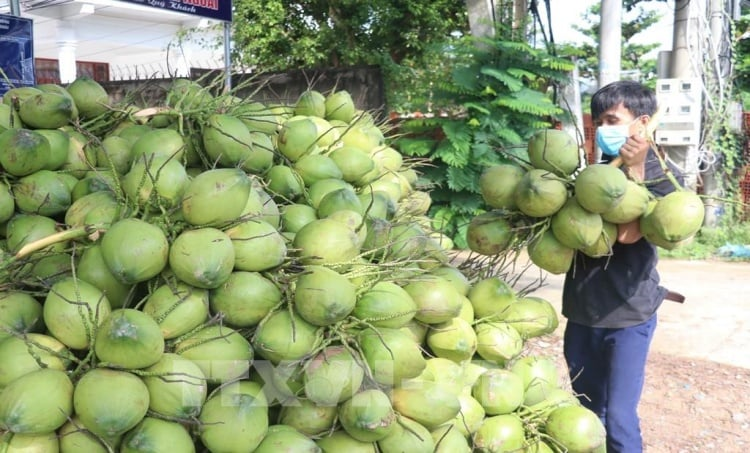 Xuất khẩu chính ngạch dừa tươi Bến Tre sang thị trường Trung Quốc- Ảnh 1.