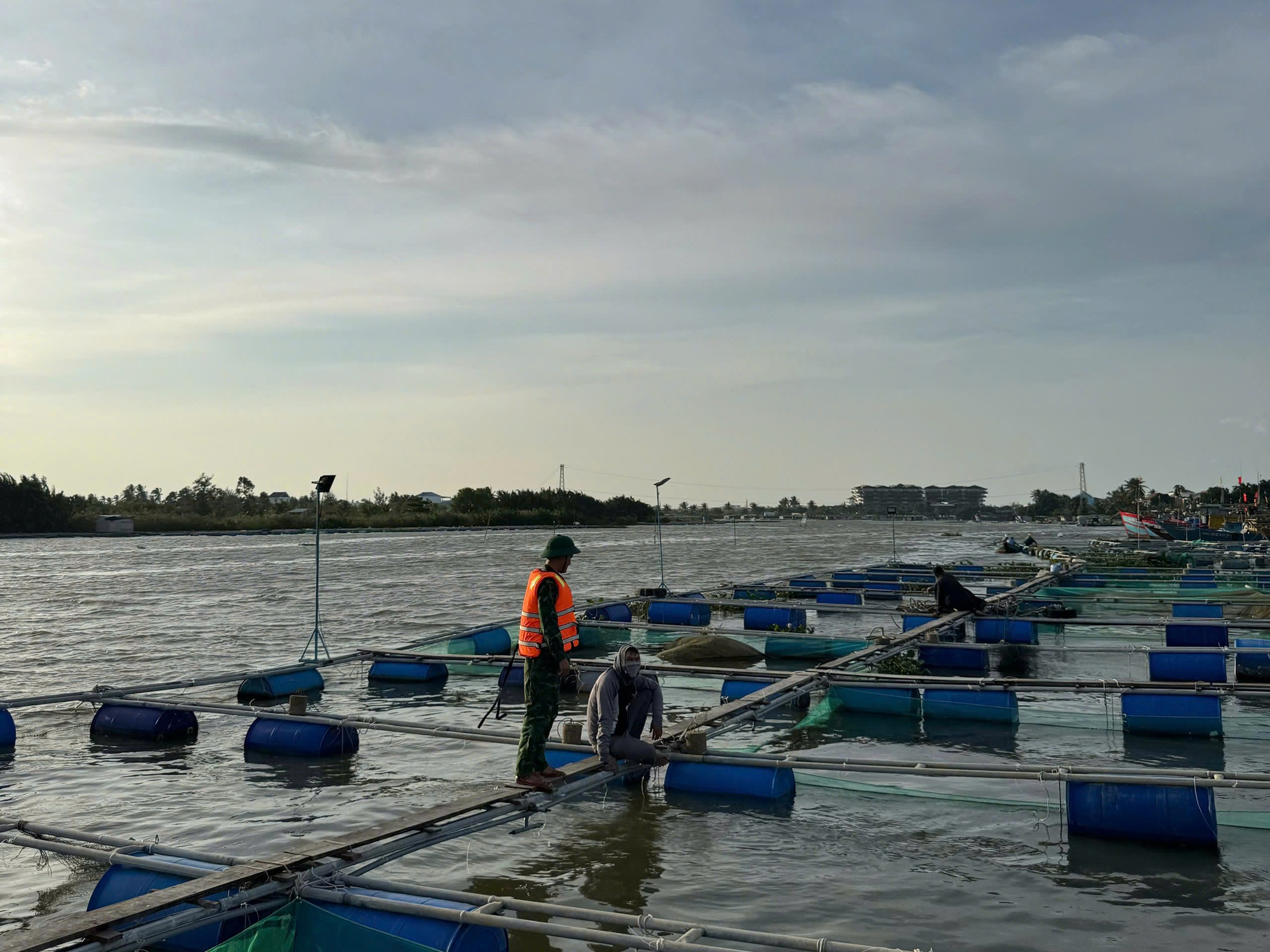 Biên phòng Quảng Nam giúp nhân dân gặt lúa, chằng chống nhà trước bão Trà Mi- Ảnh 3.