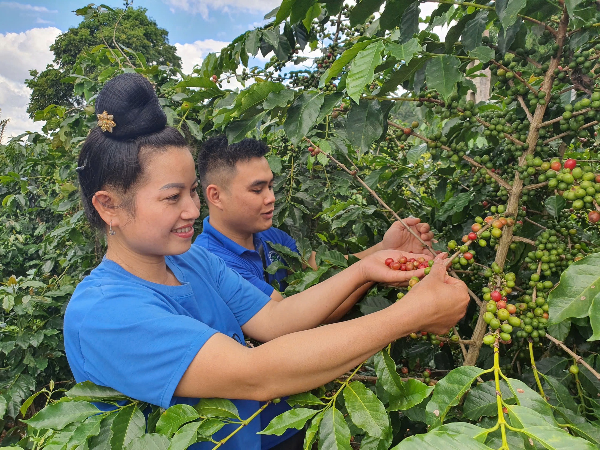 Dấu ấn của doanh nhân Phan Minh Thông trong hành trình phát triển cà phê bền vững tại Sơn La- Ảnh 1.