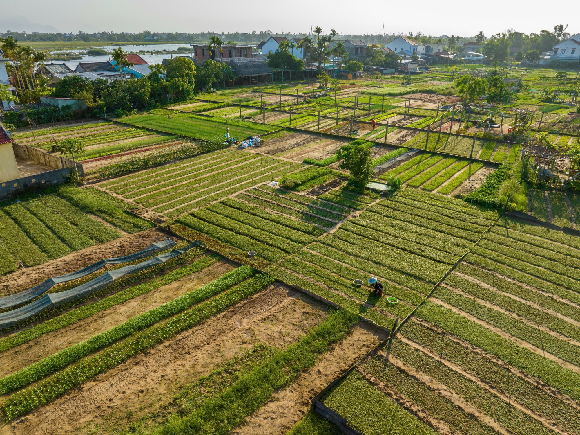 Làng rau Trà Quế được công nhận 