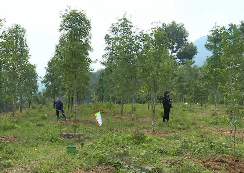 Yên Bái: Tháo gỡ khó khăn cấp chứng chỉ FSC cho nhiều diện tích rừng- Ảnh 1.