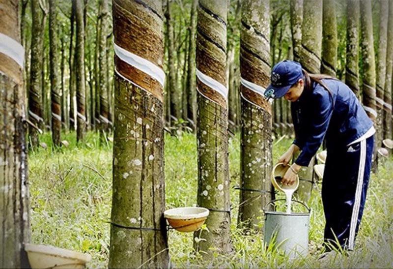 Duy trì vị thế ngành cao su trong chuỗi cung ứng toàn cầu- Ảnh 1.