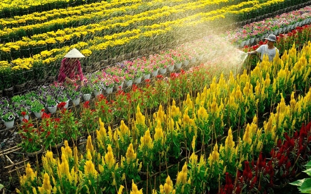 Hoa cây cảnh Việt Nam và hành trình vươn ra thế giới