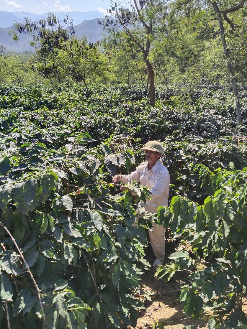 Ca ghép gan từ người hiến chết não đầu tiên tại Việt Nam vẫn khoẻ mạnh- Ảnh 2.