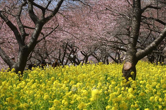 Hoa anh đào Nhật Bản nở sớm đón nắng Xuân- Ảnh 2.
