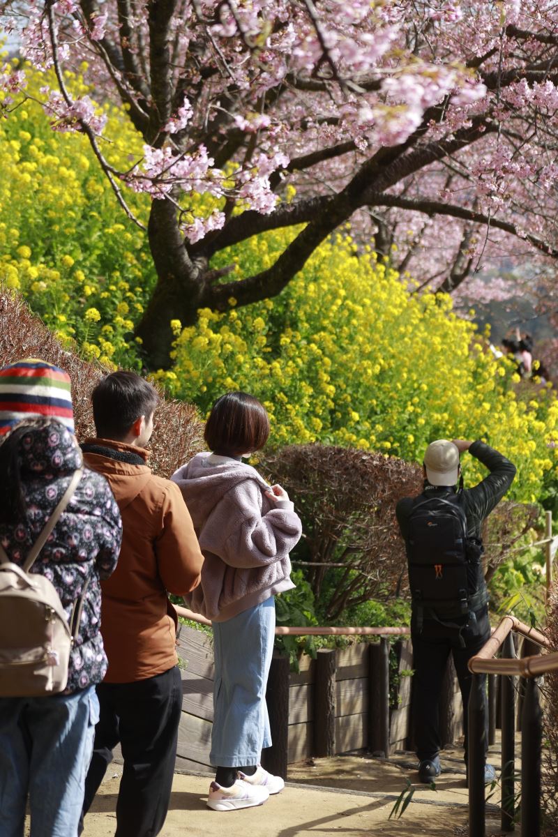 Hoa anh đào Nhật Bản nở sớm đón nắng Xuân- Ảnh 4.