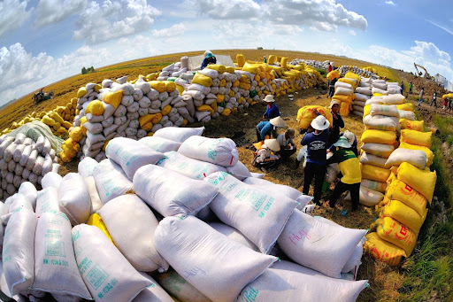 Nhiều mặt hàng nông sản xuất khẩu đã vượt mốc tỷ USD- Ảnh 1.
