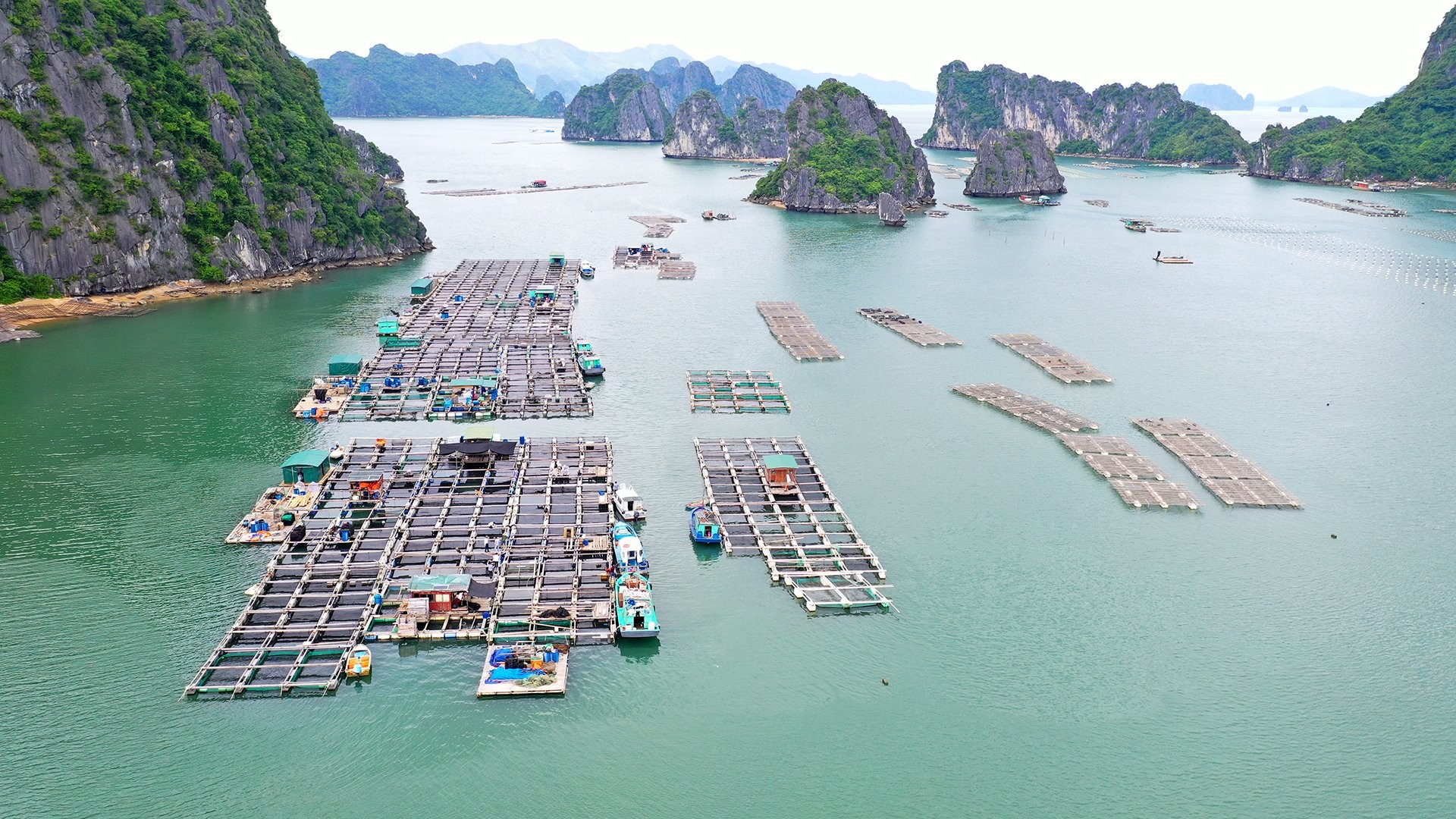 Nuôi trồng thủy sản Việt Nam