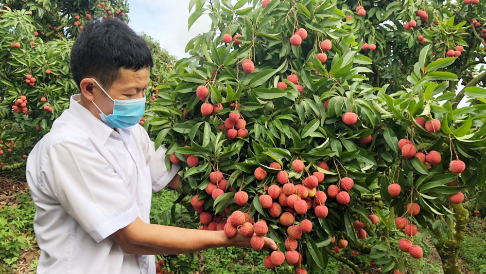 Giá vải thiều Bắc Giang cao nhất lịch sử