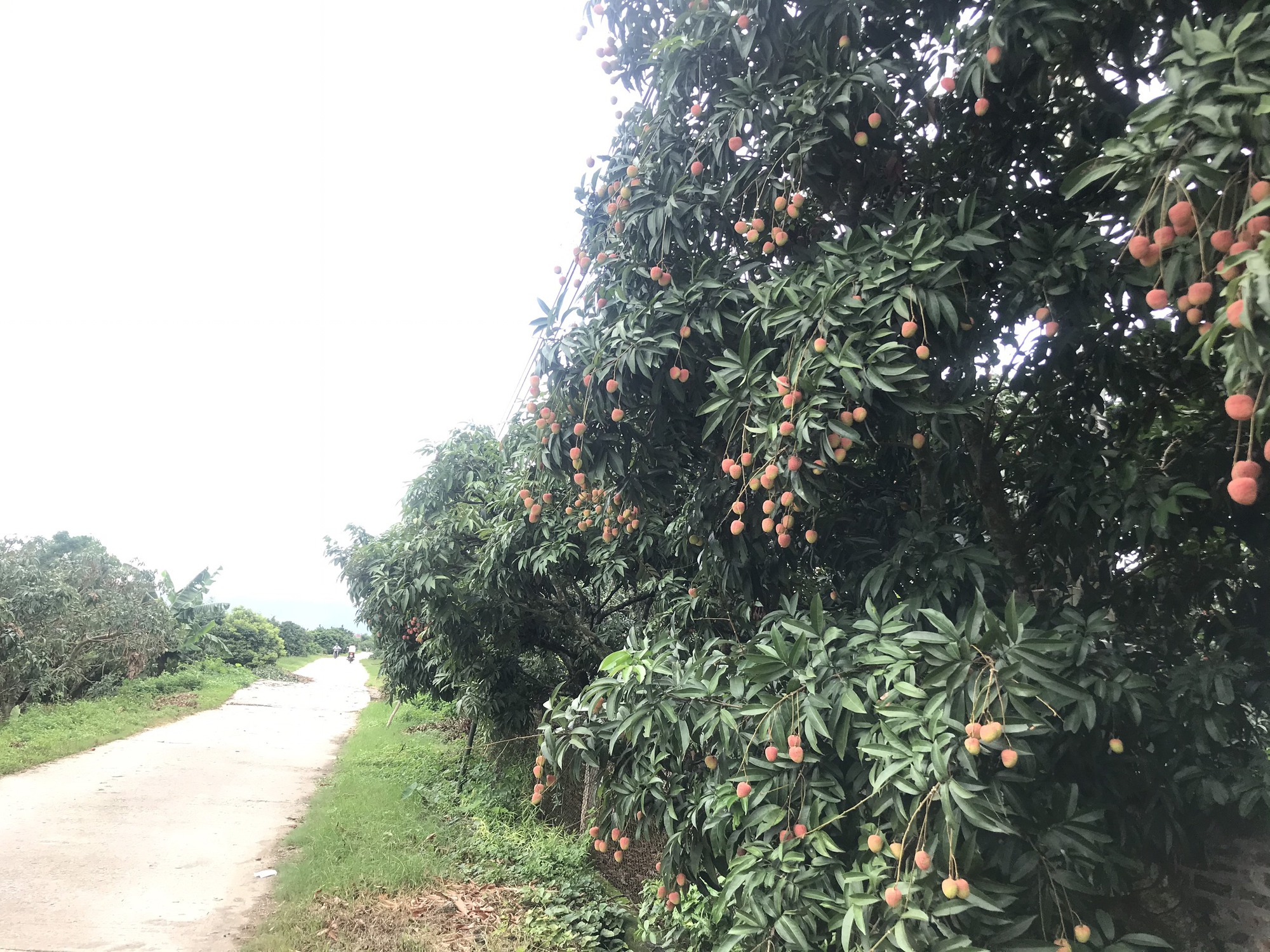 Xây dựng nông thôn mới là kết quả đồng lòng từ nhân dân đến chính quyền các cấp- Ảnh 1. Xây dựng nông thôn mới là kết quả đồng lòng từ nhân dân đến chính quyền các cấp- Ảnh 1.