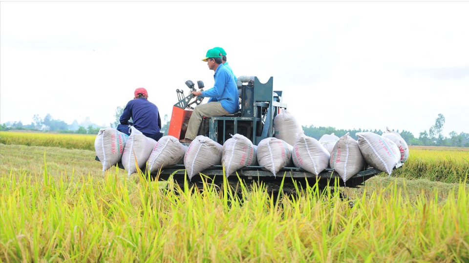 Giá lúa giảm ngày cận Tết, nông dân miền Tây gặp khó?- Ảnh 1.