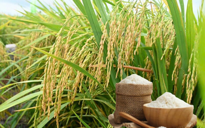 Thông qua nội dung Bản ghi nhớ hợp tác thương mại gạo Việt Nam – Singapore