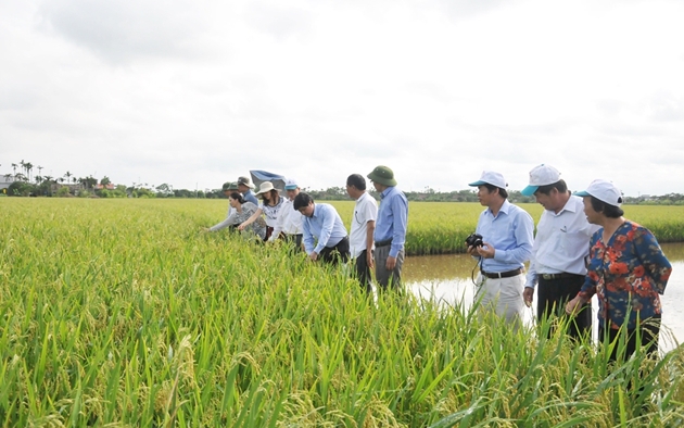 Quy định đơn vị sự nghiệp công lập khuyến nông cấp tỉnh, cấp xã