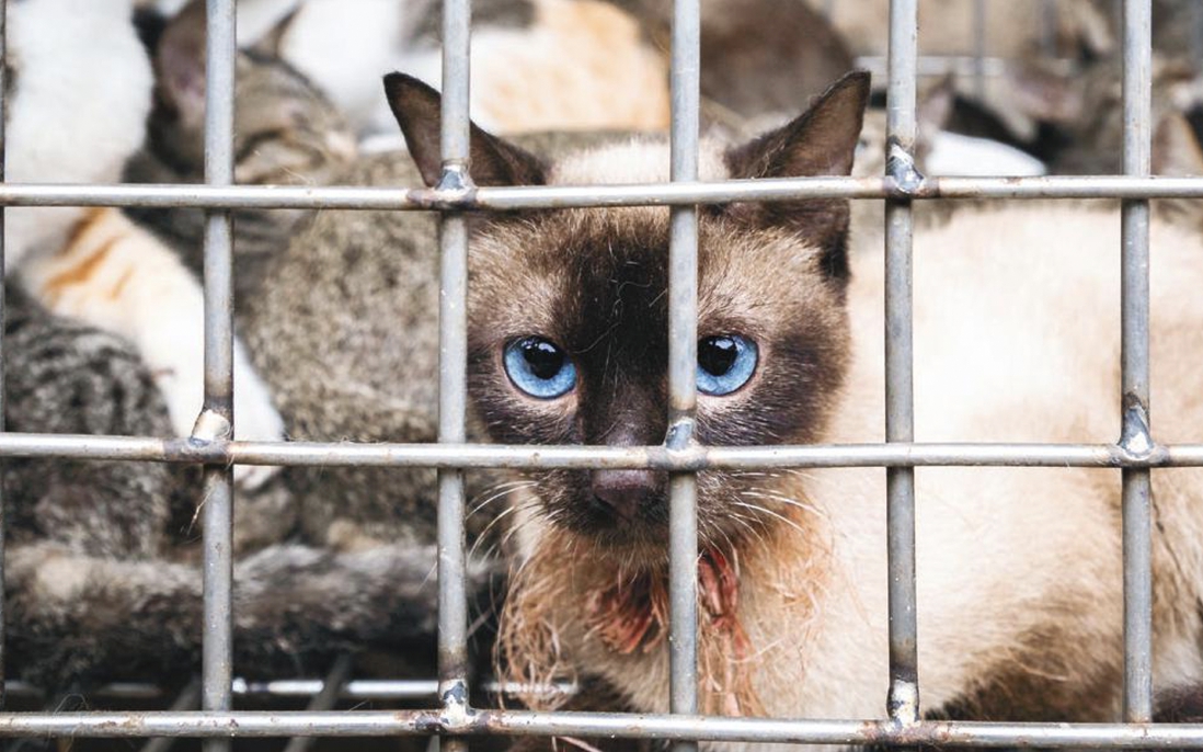 Hà Nội tăng cường phòng bệnh dại và hỗ trợ chuyển đổi hoạt động buôn bán thịt chó mèo- Ảnh 2. Hà Nội tăng cường phòng bệnh dại và hỗ trợ chuyển đổi hoạt động buôn bán thịt chó mèo- Ảnh 2.