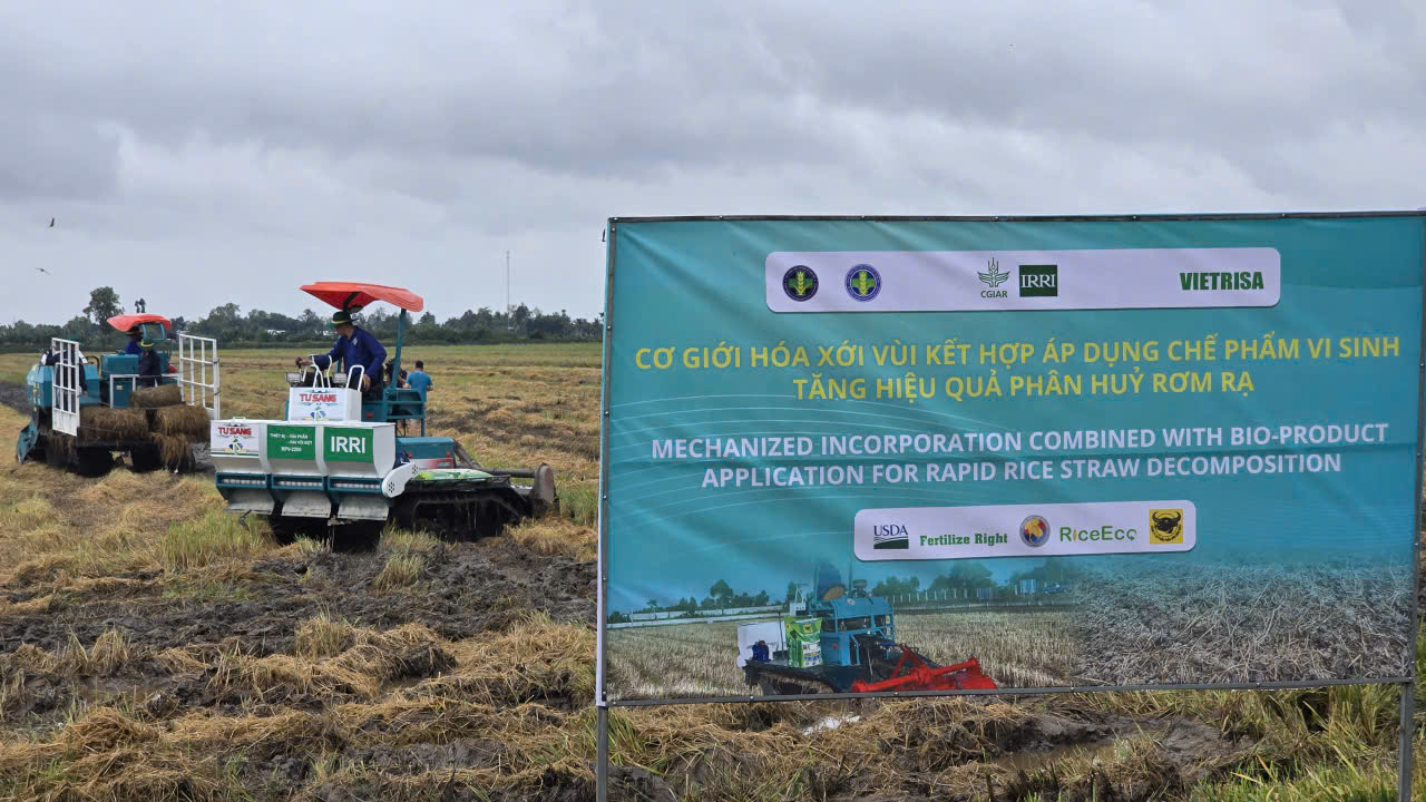 'Biến rơm rạ thành vàng': Nông dân Cần Thơ tiên phong ứng dụng công nghệ xử lý rơm bền vững- Ảnh 2. 'Biến rơm rạ thành vàng': Nông dân Cần Thơ tiên phong ứng dụng công nghệ xử lý rơm bền vững- Ảnh 2.