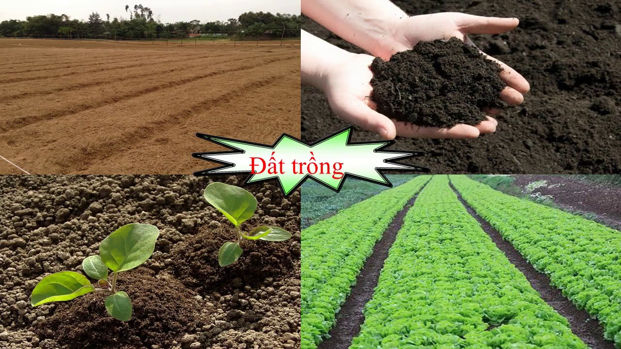Cần sớm ban hành bộ tiêu chí 'sức khỏe đất lúa'- Ảnh 1.