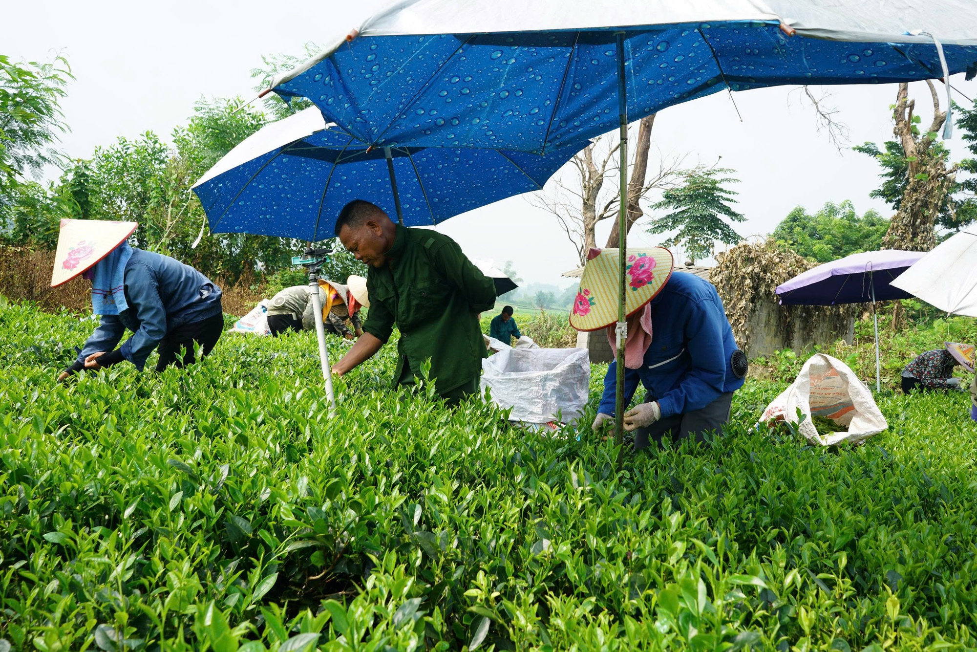 Sức vươn mình nơi vùng quê Phú Thịnh- Ảnh 1.